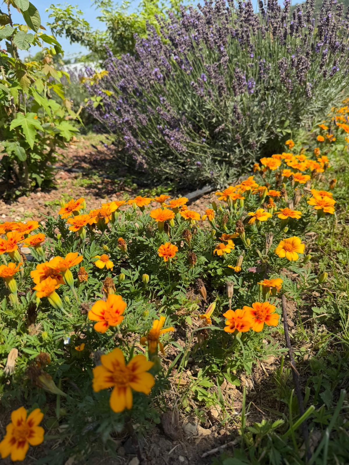 Tagete in fiore